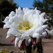 Cactus Flower, white by sandlily