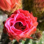 2nd Apr 2023 - Cactus flower, pink