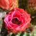 Cactus flower, pink by sandlily