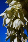 2nd Apr 2023 - Yucca blooms