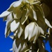 Yucca blooms by sandlily