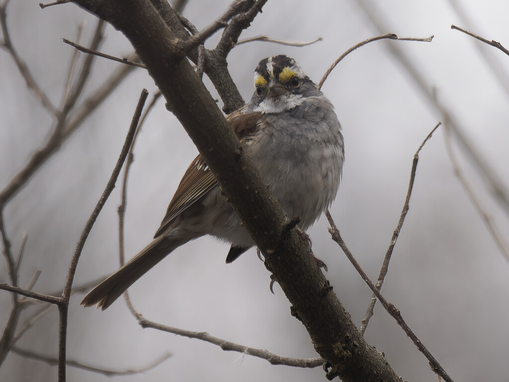 white-throated sparrow  by rminer