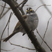 white-throated sparrow  by rminer