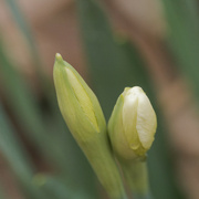 4th Apr 2023 - Daffodils