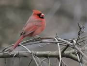 4th Apr 2023 - northern cardinal