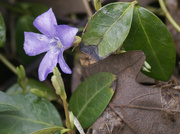 4th Apr 2023 - periwinkle 