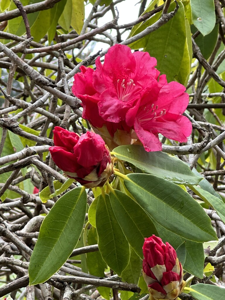 Rhododendron bloom begins  by pandorasecho