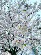 27th Mar 2023 - 2023-03-27 Better Blossoms