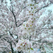 2023-03-27 Better Blossoms by cityhillsandsea