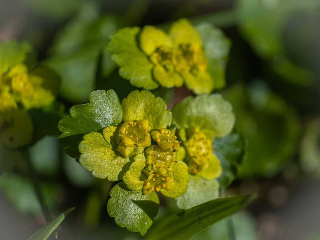 Yellow-green flowers by haskar