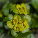 Yellow-green flowers by haskar