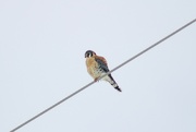 11th Mar 2023 - Bird on a Wire