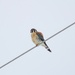 Bird on a Wire by princessicajessica