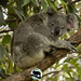 back bracing by koalagardens