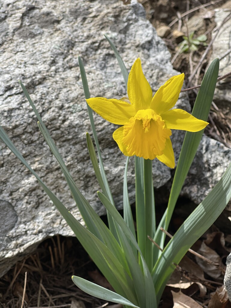 Wild Daffodil by green_eyes