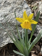 4th Apr 2023 - Wild Daffodil
