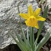 Wild Daffodil by green_eyes
