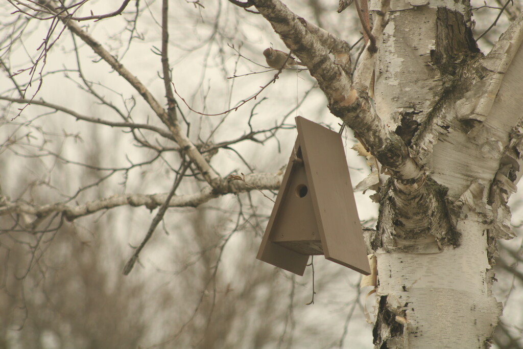 Birdhouse for rent  by mltrotter