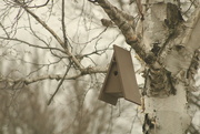 4th Apr 2023 - Birdhouse for rent 