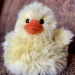 Fuzzy Chick by eahopp