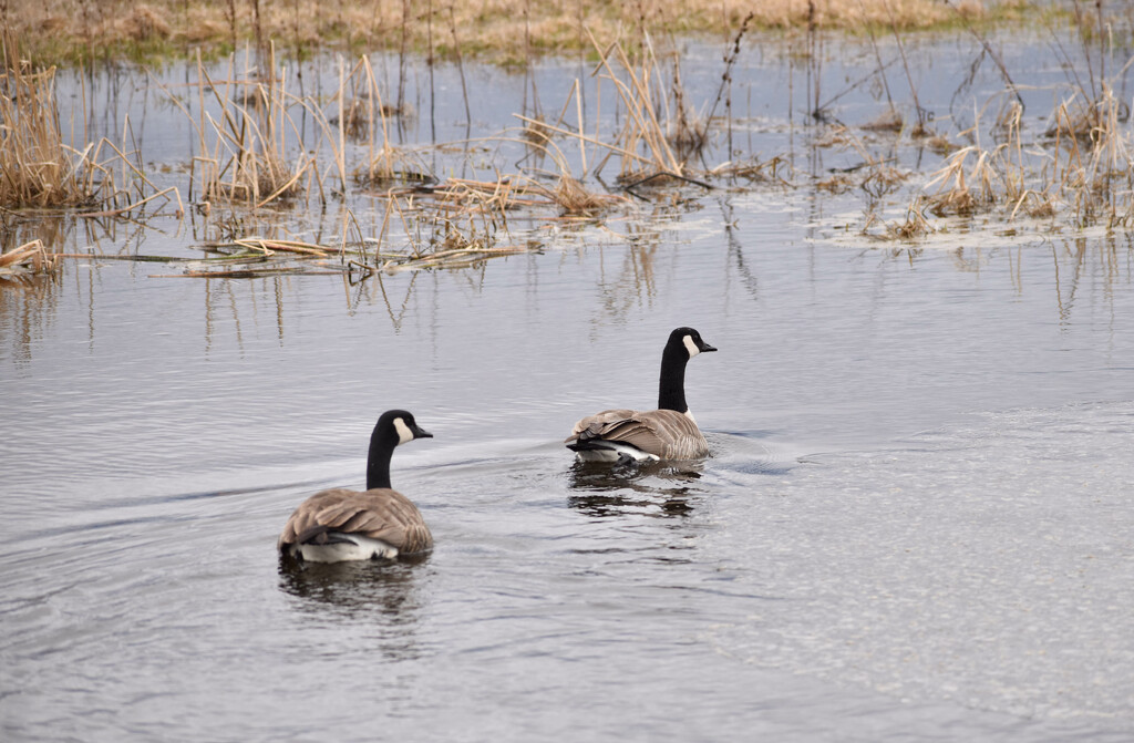 Canadian Geese by bjywamer