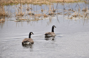 2nd Apr 2023 - Canadian Geese