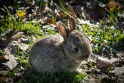 4th Apr 2023 - Bunny