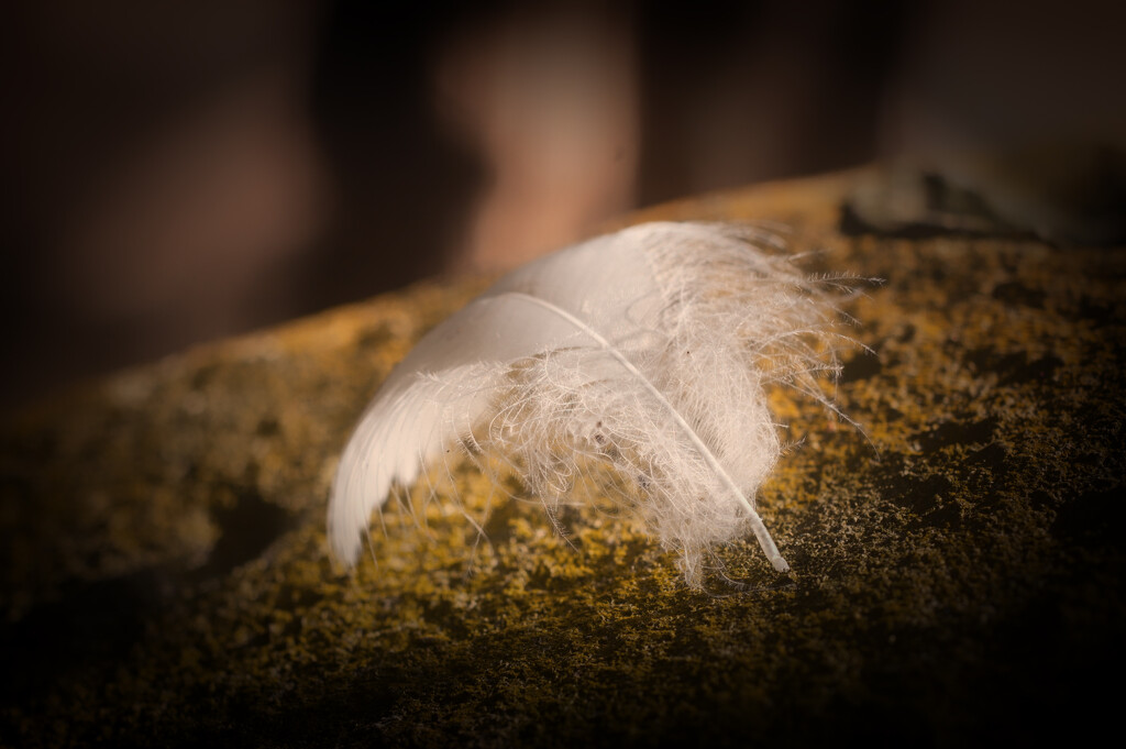 Swan feather by fbailey