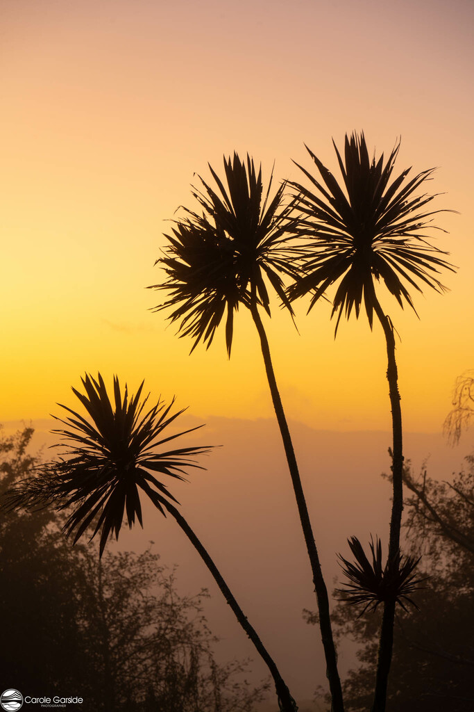 Cabbage tree silhouettes by yorkshirekiwi