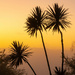 Cabbage tree silhouettes by yorkshirekiwi