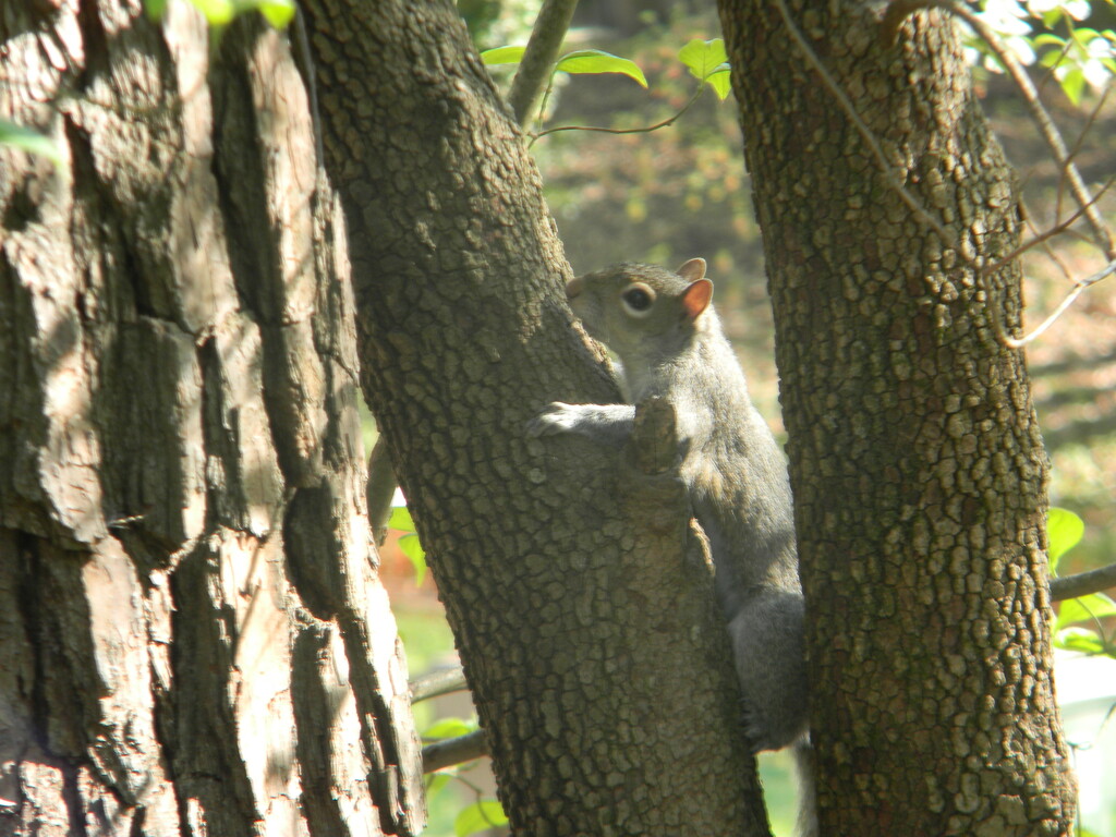 Squirrel Hugging Tree by sfeldphotos