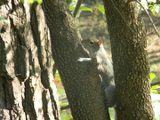 4th Apr 2023 - Squirrel Hugging Tree