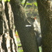 Squirrel Hugging Tree by sfeldphotos