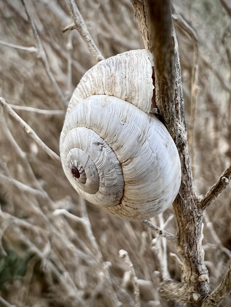 A snail by gosia