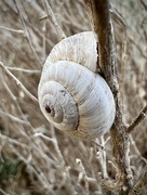 17th Mar 2023 - A snail