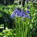 First bluebells by pattyblue