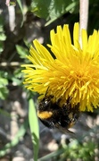 2nd Apr 2023 - Bumble bee 2