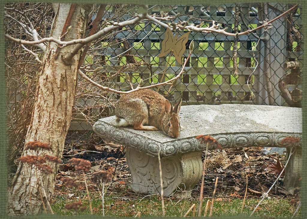 The Garden Bench Bunny by gardencat