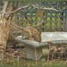 The Garden Bench Bunny by gardencat