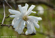 4th Apr 2023 - Star Magnolia