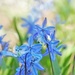 April Flowers  by lynnz