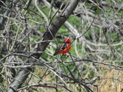 5th Apr 2023 - Vermilion Flycatcher 