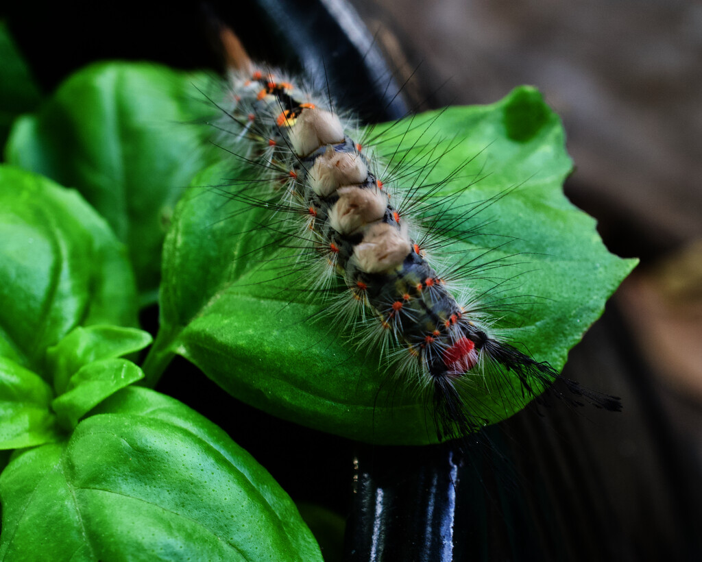 What is this critter on my basil? by eudora