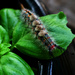 What is this critter on my basil? by eudora