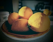 4th Apr 2023 - Meyer Lemons