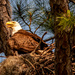 Bald Eagle Mom/Dad! by rickster549