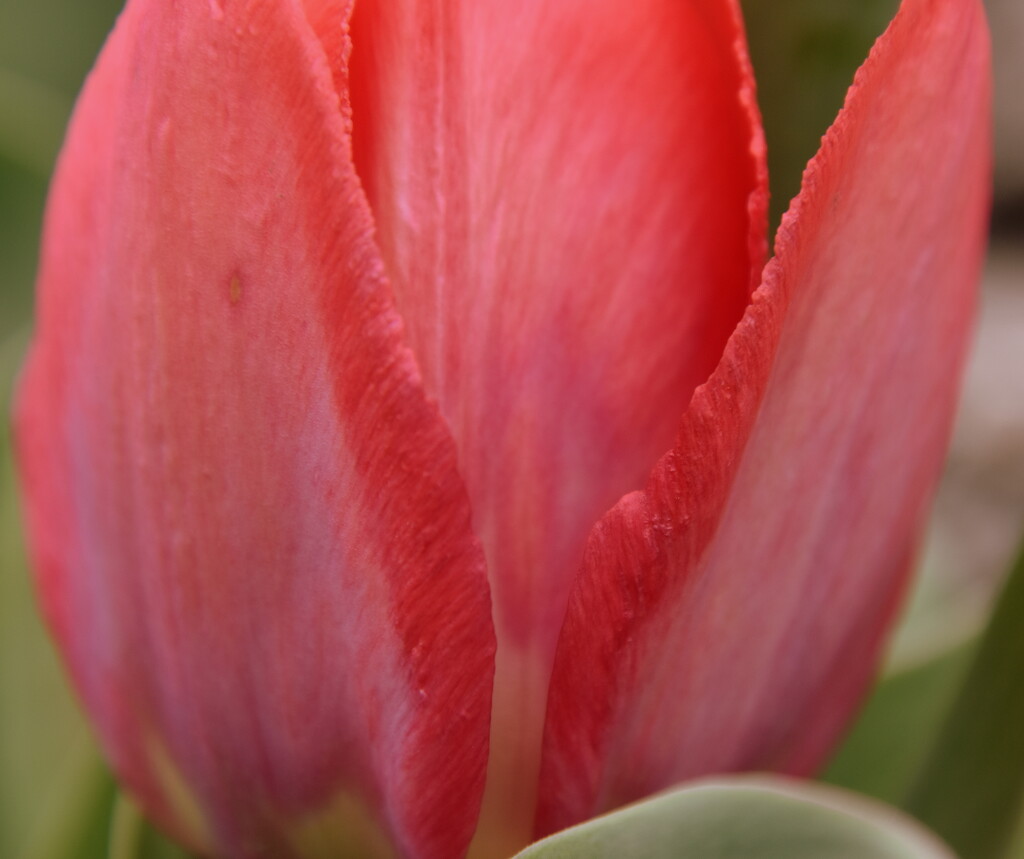 Tulip Edges by genealogygenie