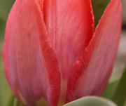27th Mar 2023 - Tulip Edges
