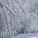 Winter wonderland by dawnbjohnson2