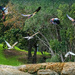And off they went by ludwigsdiana